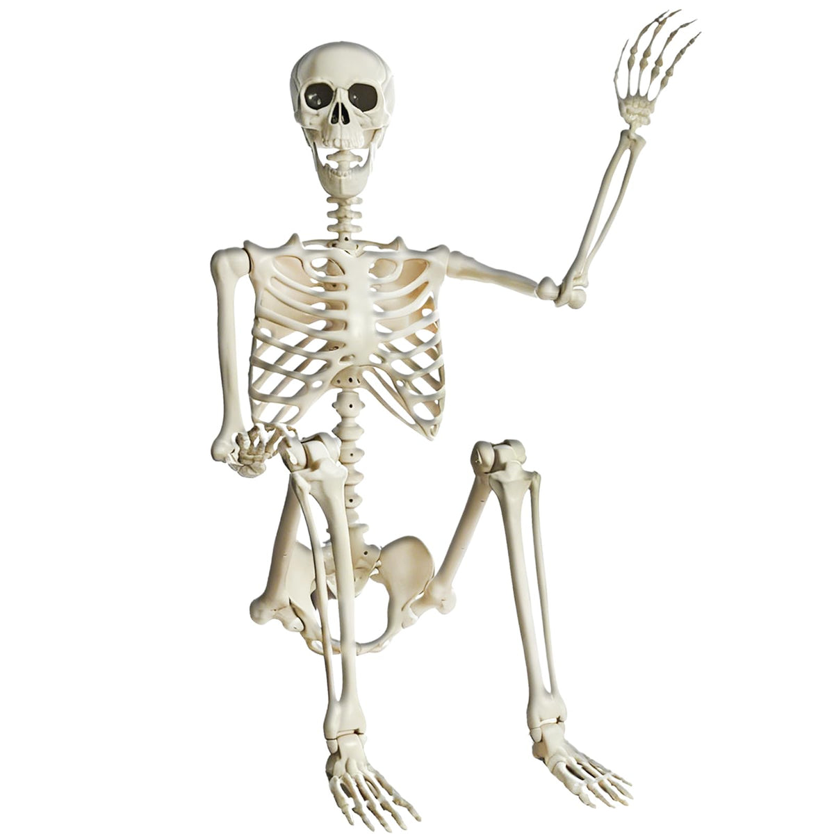 5.4FT Posable Halloween Skeleton with Movable Joints L30578