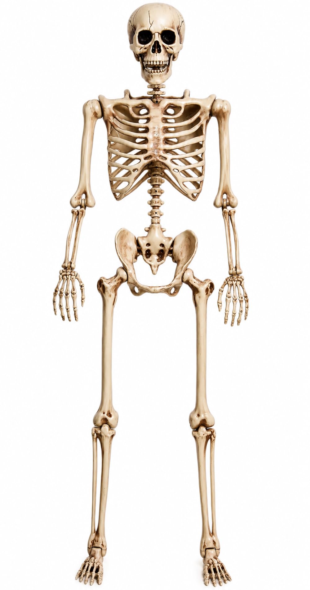 5.4 Ft Life Size Posable Skeleton Q43509