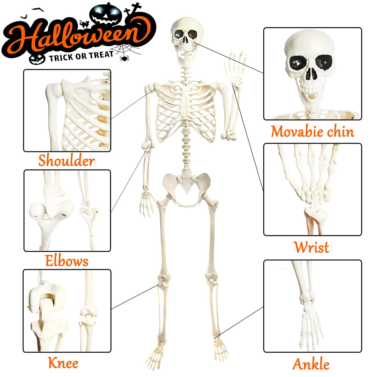 5.4FT Posable Halloween Skeleton with Movable Joints L30578