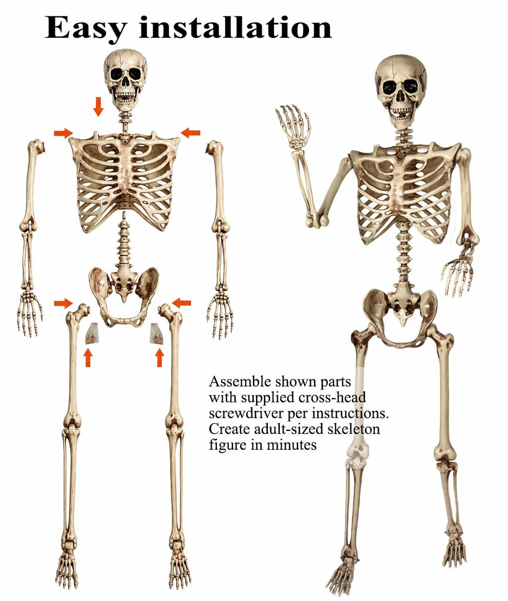 5.4 Ft Life Size Posable Skeleton Q43509