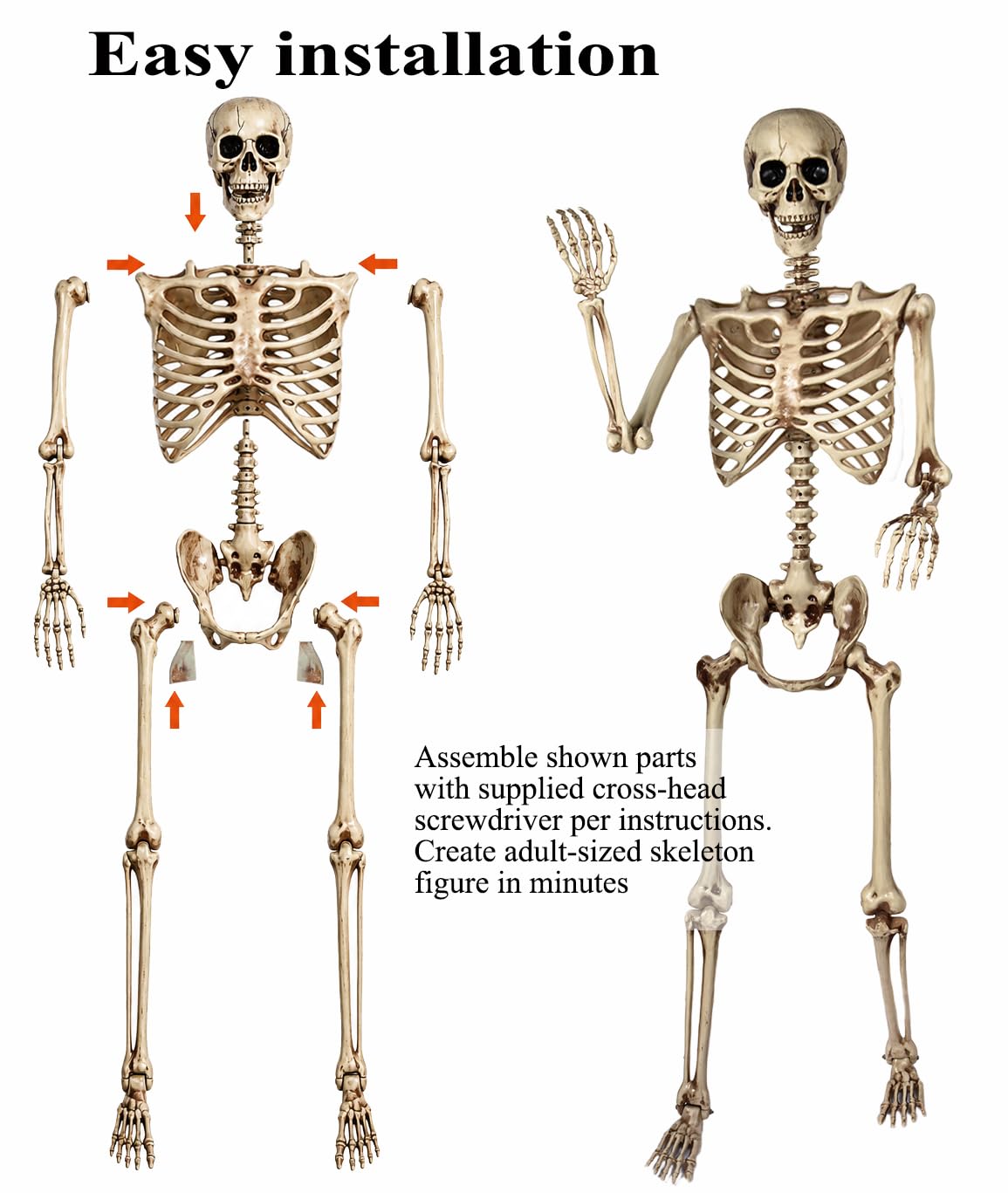 5.4 Ft Life Size Posable Skeleton Q43509