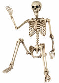 5.4 Ft Life Size Posable Skeleton Q43509