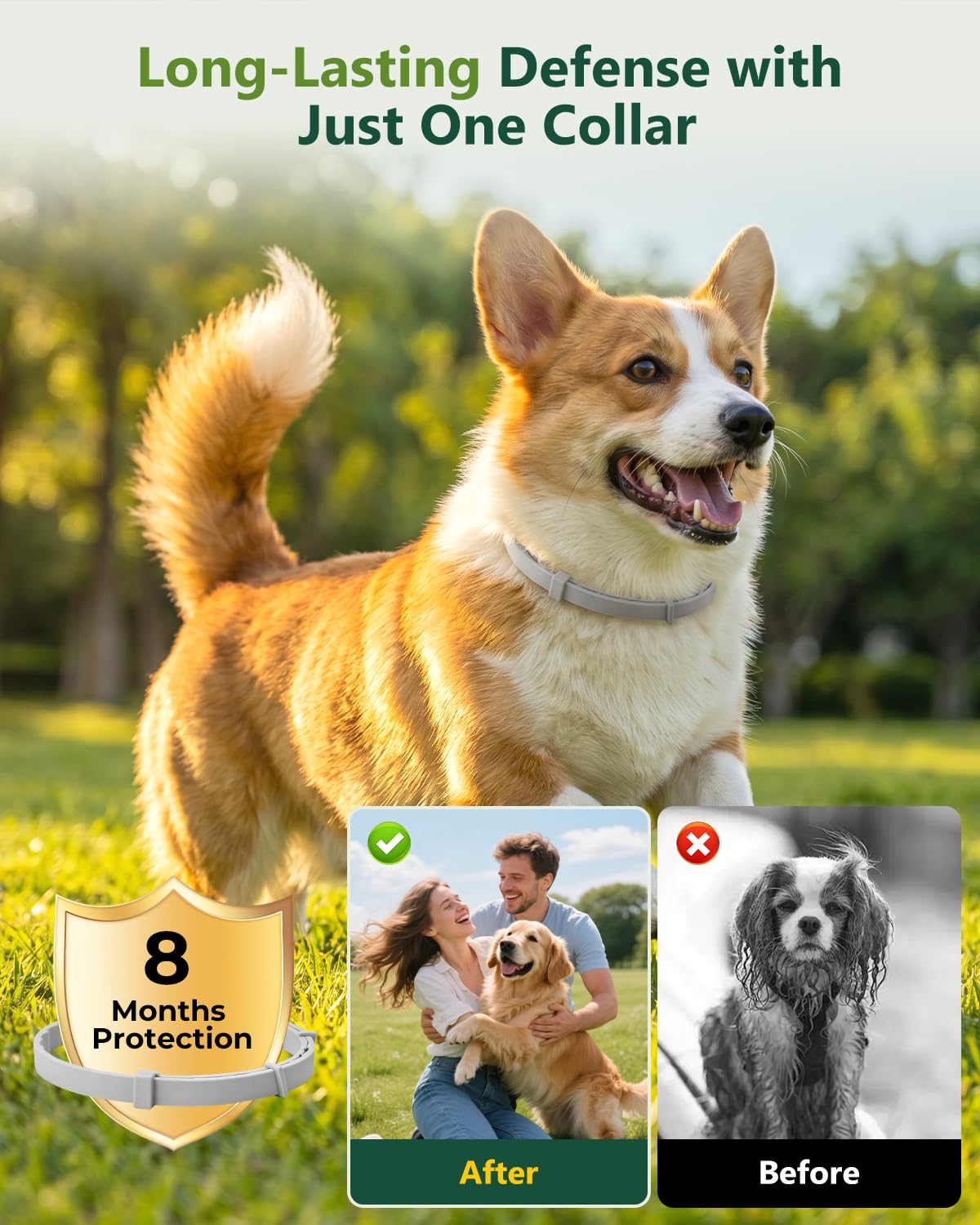 4 Pack Adjustable Waterproof Flea & Tick Dog Collar E430102
