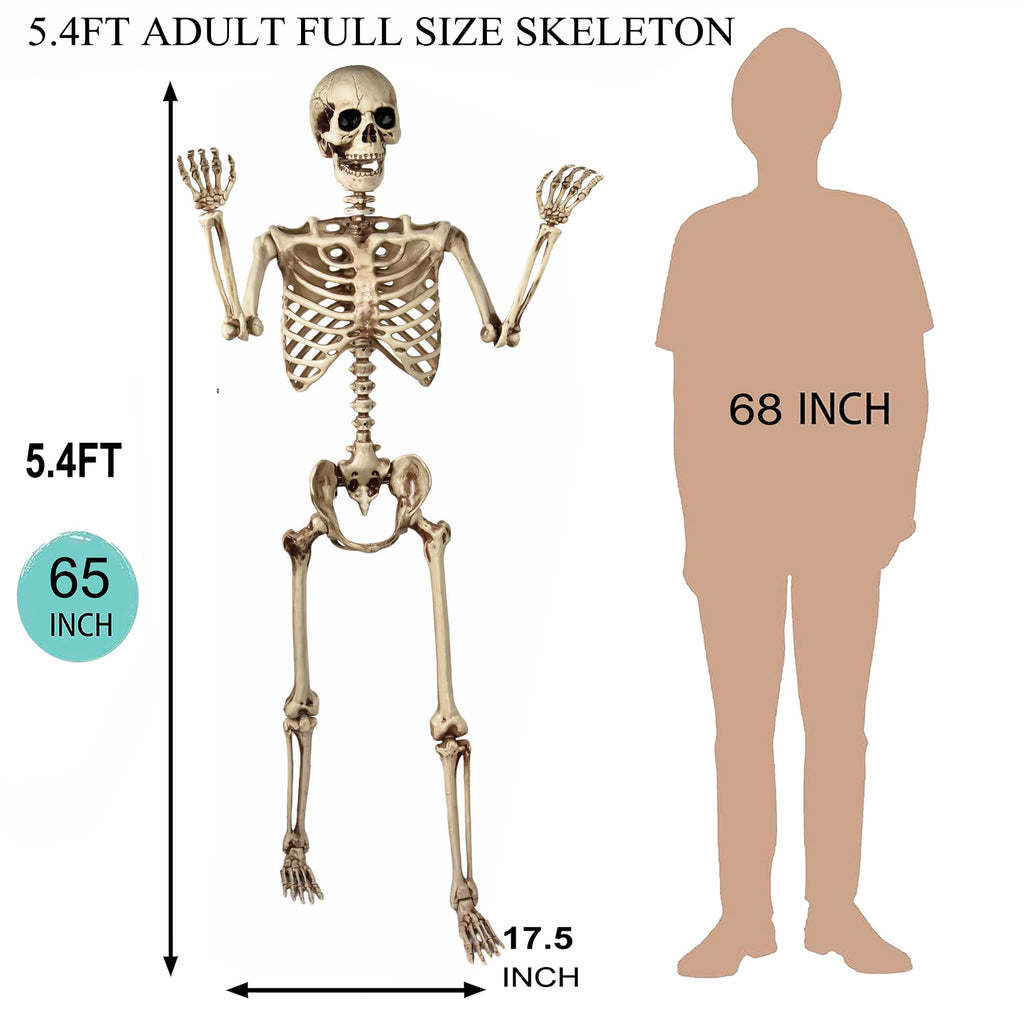 5.4 Ft Life Size Posable Skeleton Q43509