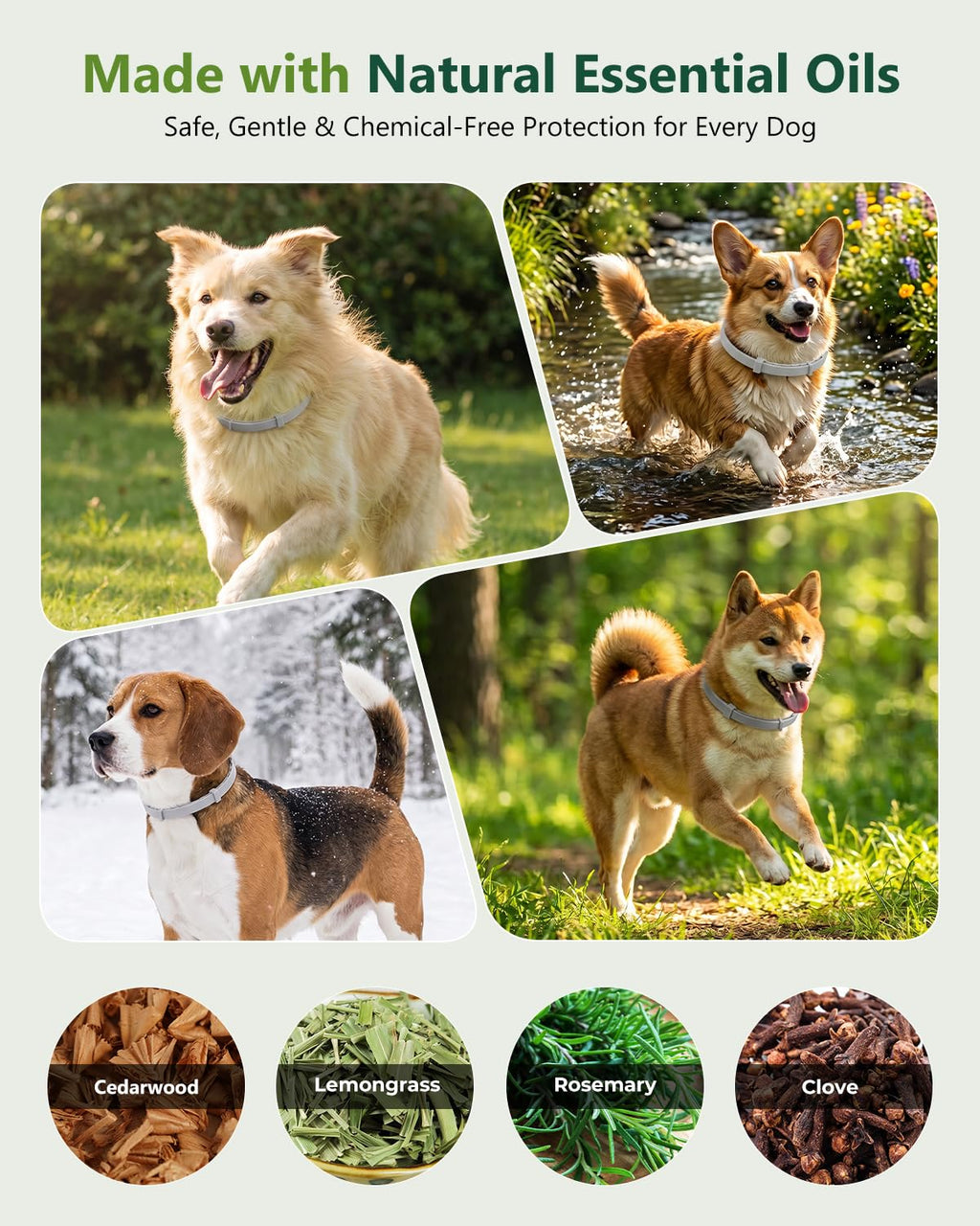 4 Pack Adjustable Waterproof Flea & Tick Dog Collar E430102