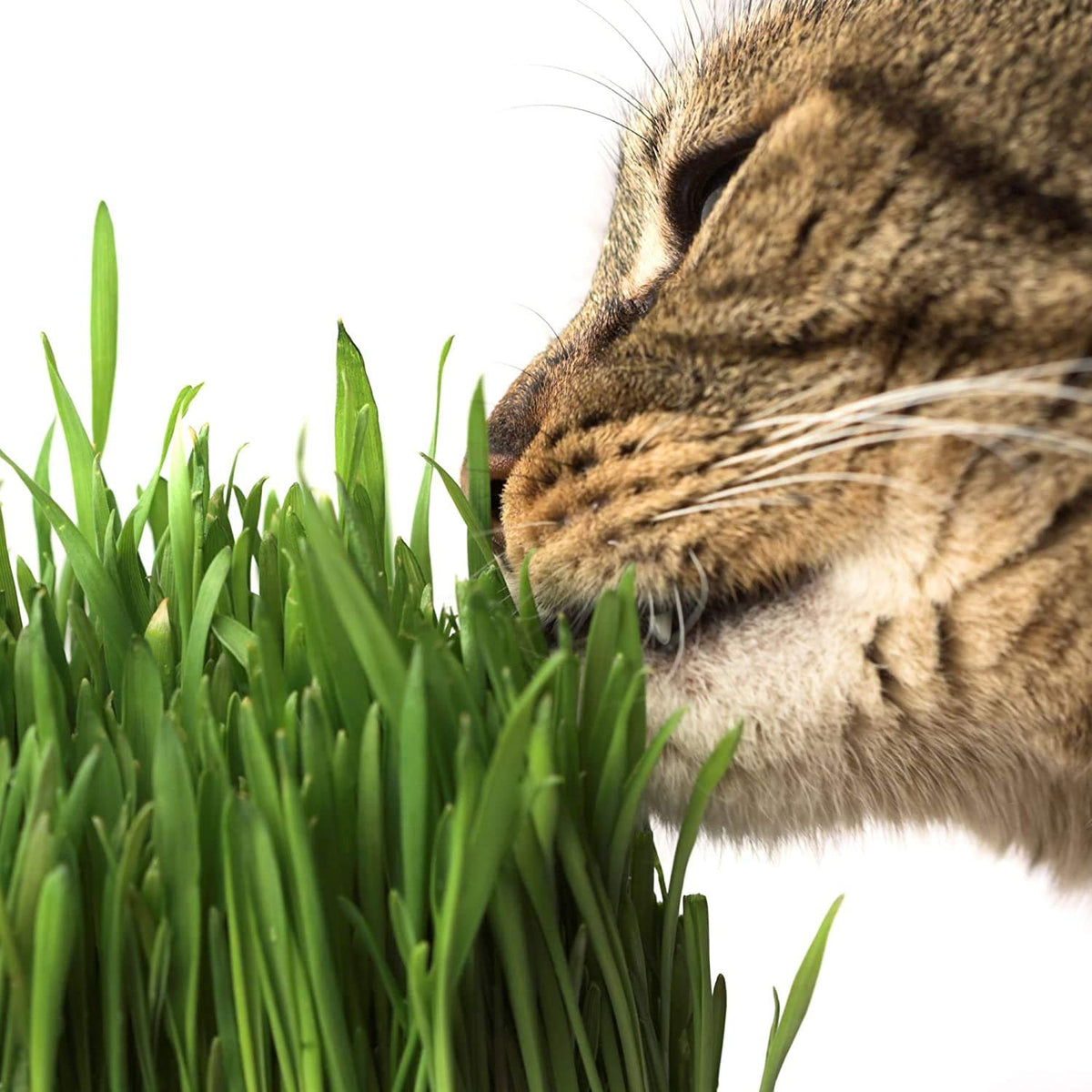 Organic Cat Grass Kit with 3 Trays O25051