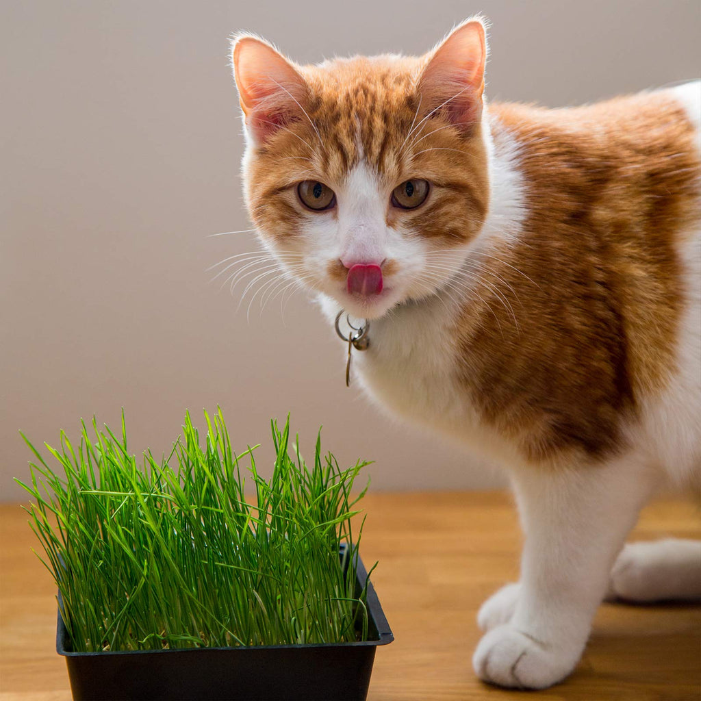 Organic Cat Grass Kit with 3 Trays O25051
